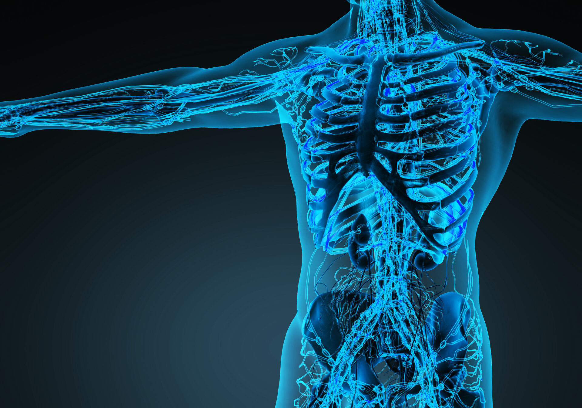 Human circulation cardiovascular system with bones in transparent body